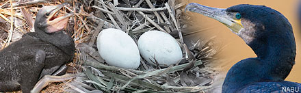 Cormorant at nest